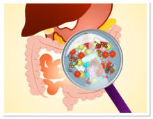 Symbolbild Darmbakterien