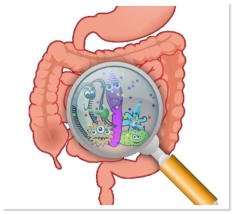 Symbolbild Darmgesundheit